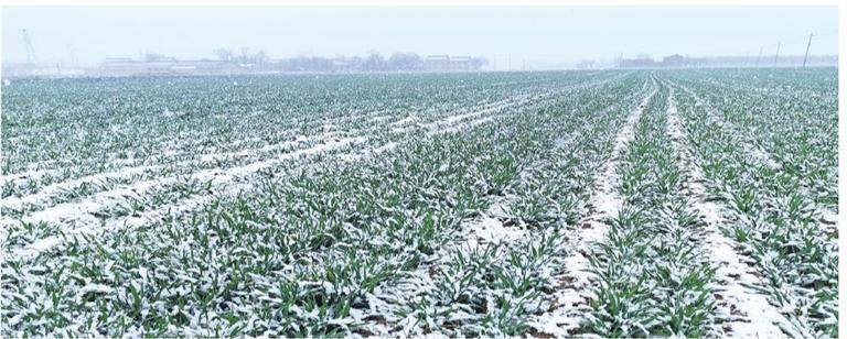 ��ѩ������